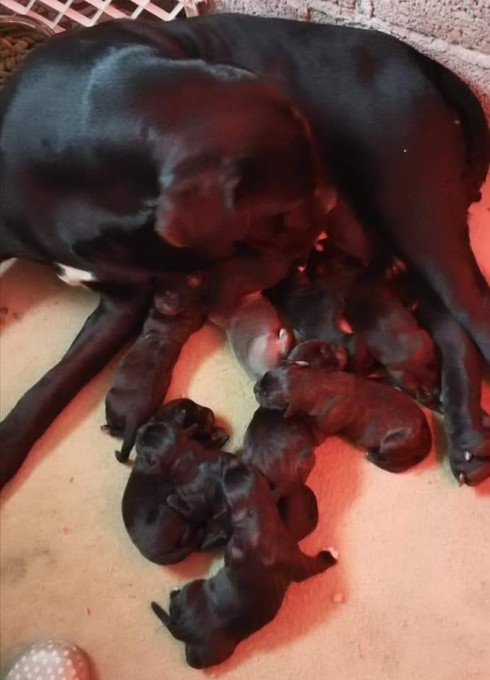 Chiot Cane Corso Du Domaine De Marine